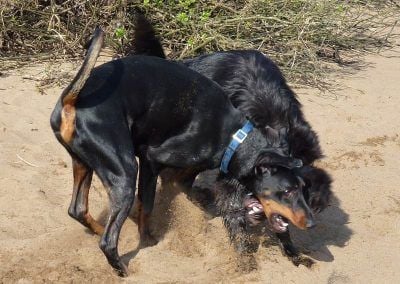 doberman and german shepherd playing