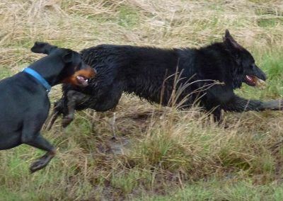 doberman chasing german shepherd