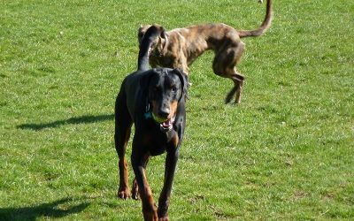 Rory did get the ball occasionally! doberman with ball
