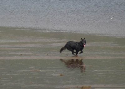 dog chasing birds