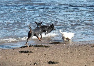 dog running through water