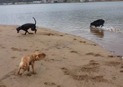 dog walking at the beach