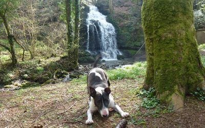 Wilfred play bows with his stick! english bull terrier play bow
