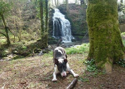english bull terrier play bow