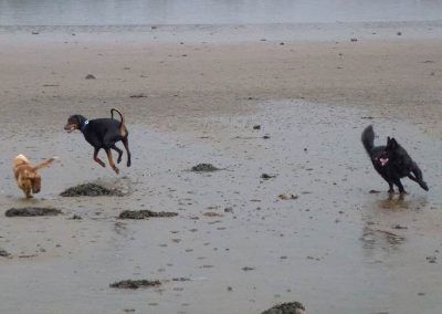 dog walking in erskine
