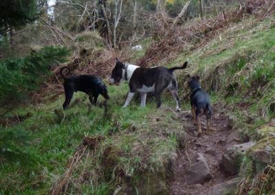 dogs on trail