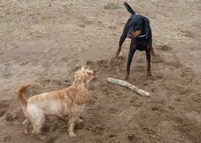dog wanting other dogs stick