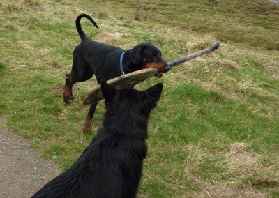 dog with paddle