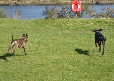 dogs chasing after ball