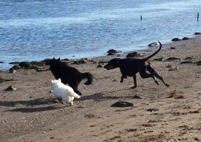 dogs chasing dogs