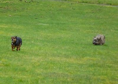 Lapdogs running