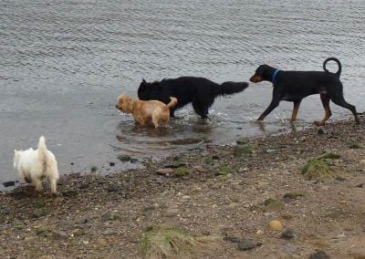 dogs drinking from river