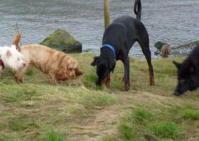 dogs find something to sniff