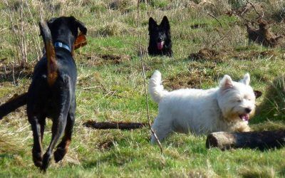 Rory with stick and Skye watches while Mack does his own thing! dogs in long grass
