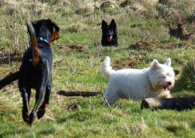 dogs in long grass