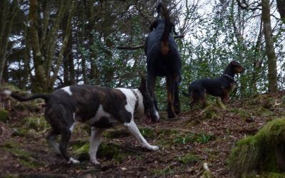 Uphill all the way it seems! dogs leading the way