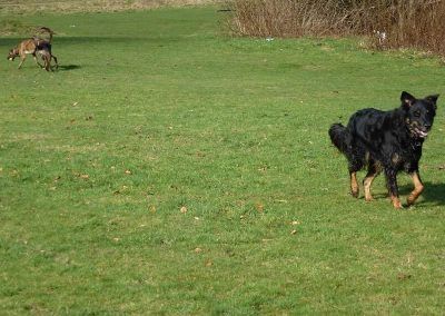 dog walking