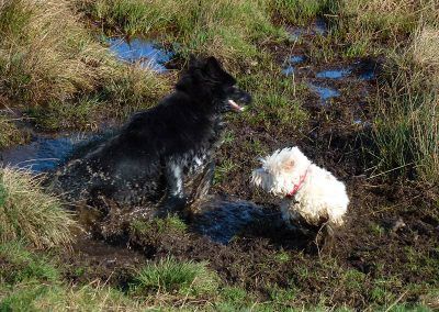 dogs in mud