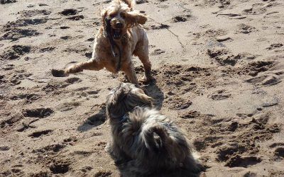 Jay with stick! dogs playing with stick