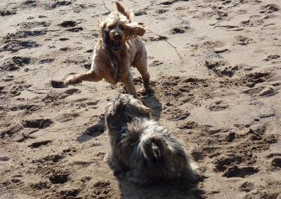 dogs playing with stick