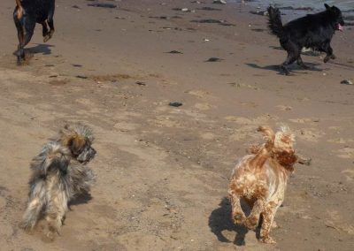 dogs running on beach