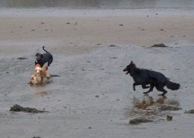dogs running on erskine beach