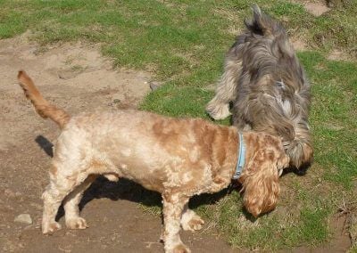 dogs sniffing