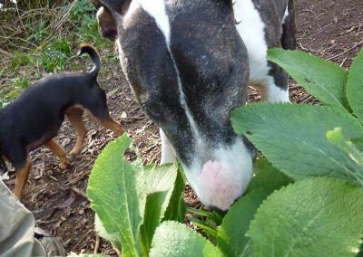 english bull terrier sniffing