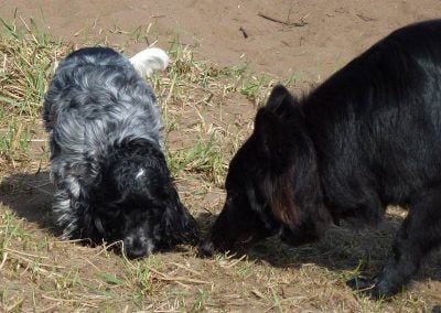 dogs sniffing in sand