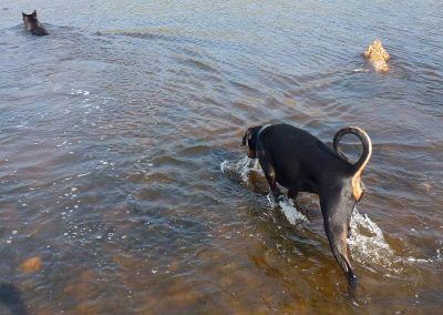 dogs swimming in river clyde