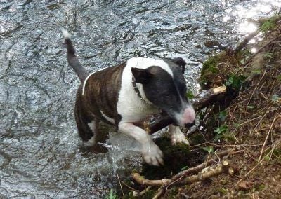 english bull terrier coming out of water