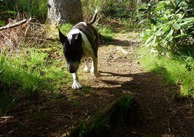 english bull terrier walking in woodlands
