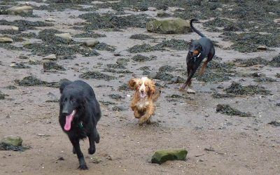 Dogs on the run! 3 dogs chasing each other