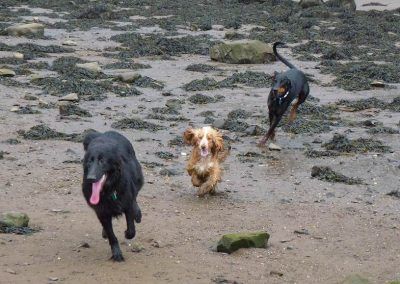 3 dogs chasing each other