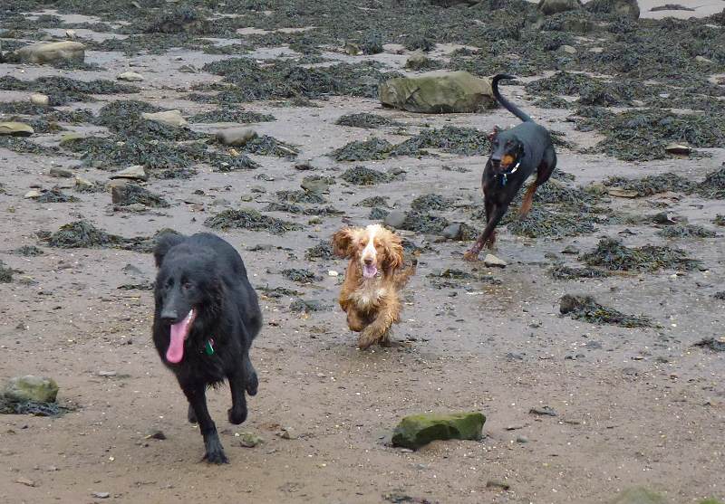 3 dogs chasing each other