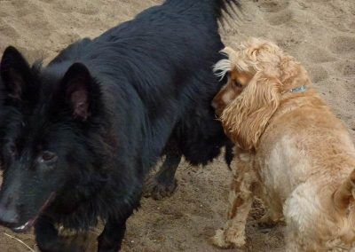 german shepherd cocker spaniel