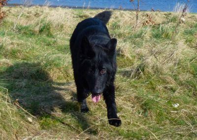german shepherd puppy running