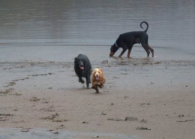 german sheperd chasing cocker spaniel