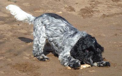 Jersey playing with her stick! cocker with her stick