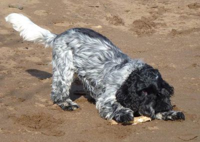 cocker with her stick