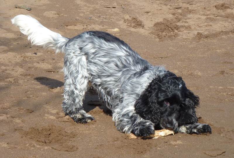 cocker with her stick