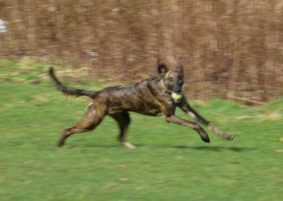 lurcher action shot