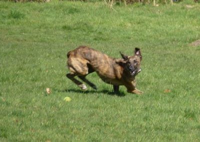 Lurcher after ball