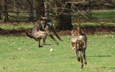 Ronnie tries on the rebound! lurcher jumping for ball