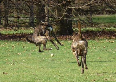 lurcher jumping for ball