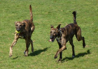 brindle lurcher twins