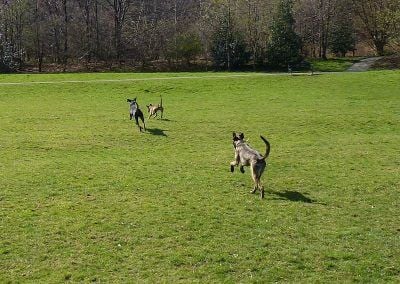 lurchers and doberman chasing ball