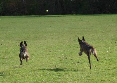 lurchers chasing after tennis ball