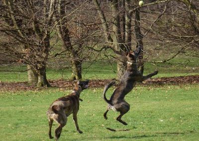 lurchers jumping