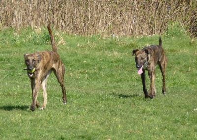 lurchers playing fetch